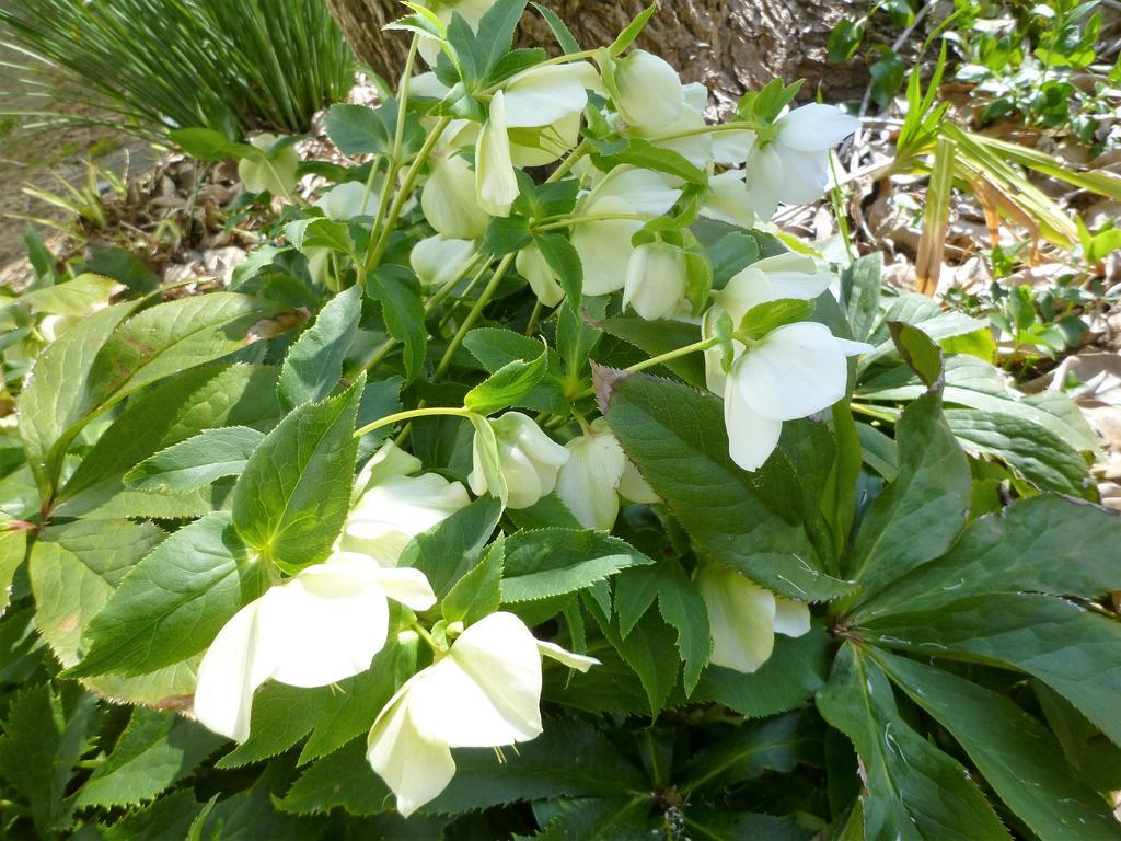Pension Flora Tateyama  Ngoại thất bức ảnh